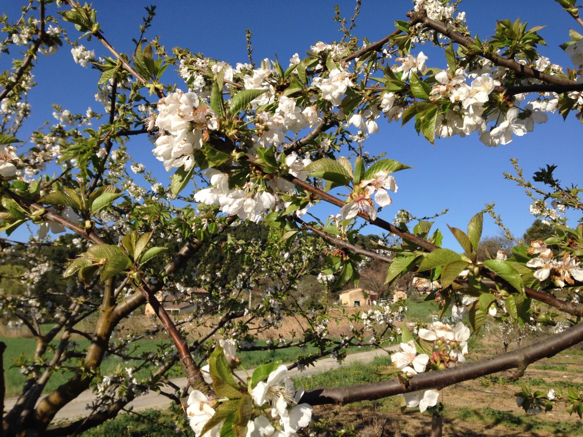 cherry trees